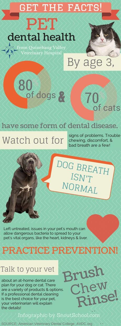 Dog Dental Care and Treatment