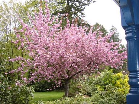 Beautiful Tree and Landscape