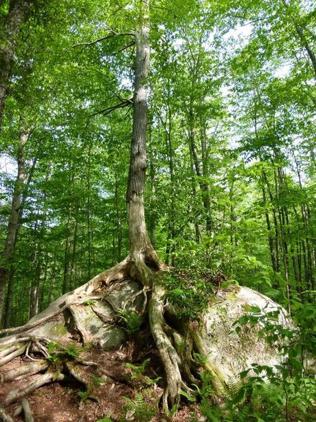 Day 39: A Fitting Survivor Day Day 39: A Fitting Survivor Day