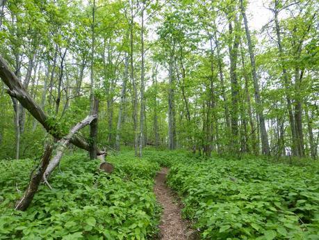 Day 39: A Fitting Survivor Day Day 39: A Fitting Survivor Day