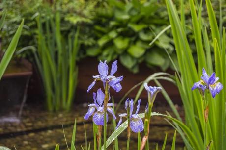 RHS Chelsea Flower Show Iris