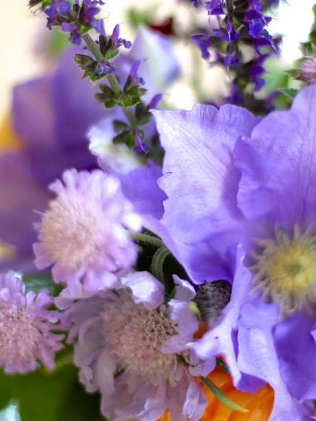 Clematis & Scabious