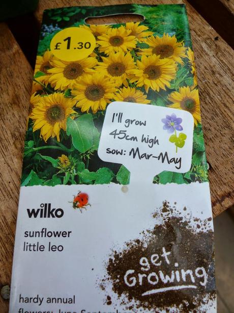 Little Leo Sunflower seeds