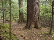 Fading Forests: High Cost Invasive Pests