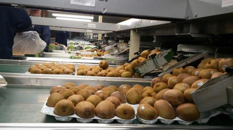 Working and Living in Motueka