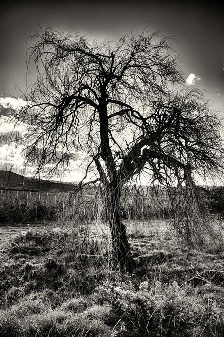 Working and Living in Motueka