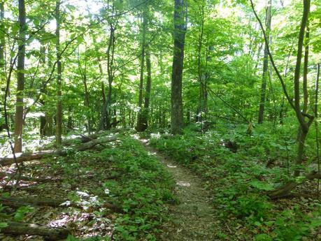 Day 40: Hikin' Thru It Day 40: Hikin' Thru It