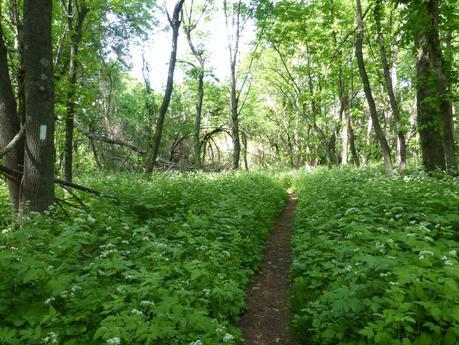 Day 40: Hikin' Thru It Day 40: Hikin' Thru It