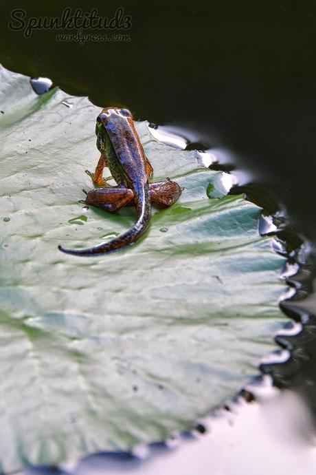 Frog Metamorphosis