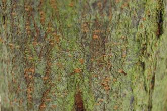 Malus toringo Bark (19/04/2014, Kew Gardens, London)