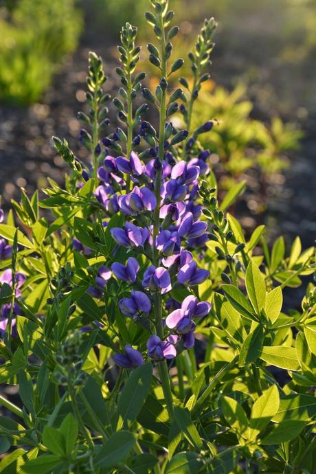 Blooms