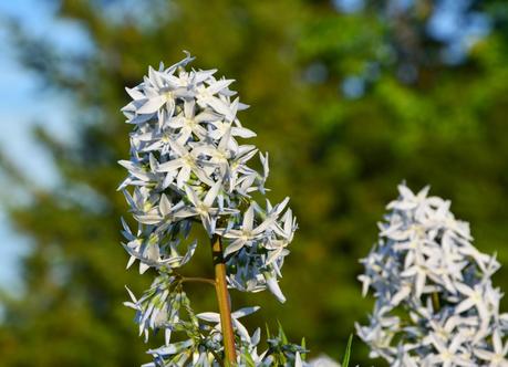 Blooms