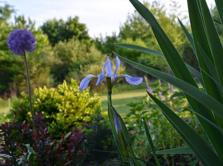 Blooms