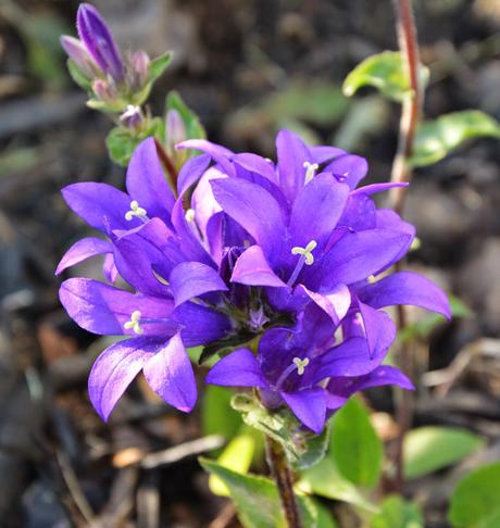 Blooms