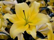 Wonderful Yellow Lilies