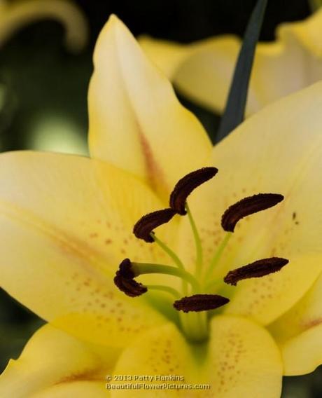 Belladonna Lily © 2013 Patty Hankins