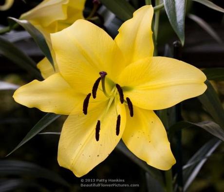 Belladonna Lily © 2013 Patty Hankins