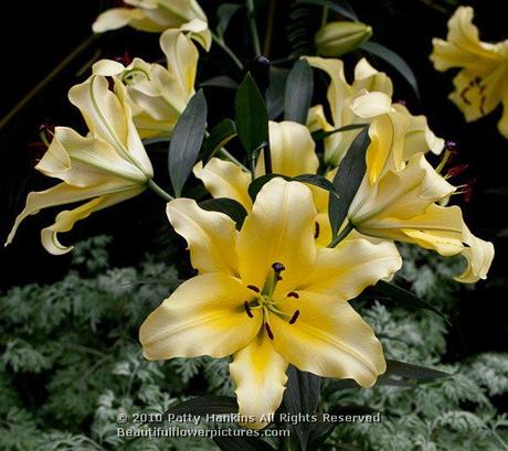 Conca D'Or Lily © 2010 Patty Hankins