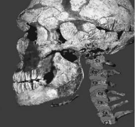 A Neanderthal skull and hyoid bone (shown beneath the skull)