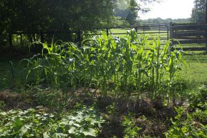 Growing Stuff – Sweetcorn (Maize)