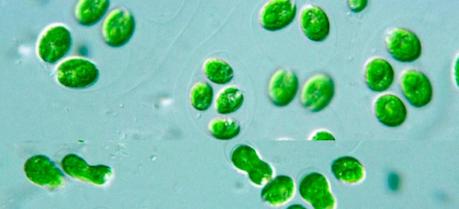 Green algae C Reinhardtii