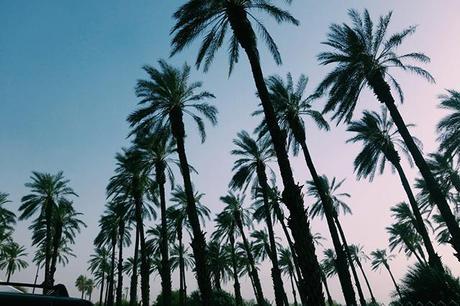 Sunshine & palm trees at Coachella