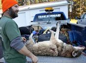 Michigan Wolf Hunting Advocates Turn 370,000 Signatures, Hope Legislature Will Bypass Ballot Fight