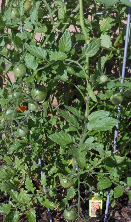 My cherry tomato plant is doing wonderfully!  I have several dozen little tomatoes growing, and two are almost ready to pick!