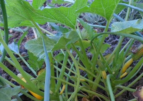 My zucchini (or crookneck squash, I can't remember which one I planted) plant is doing well with little baby squash growing.  I can't wait until I can pick those.  Squash is one of my most favorite vegetables, and, if what everyone says is true, I'll have a boatload!