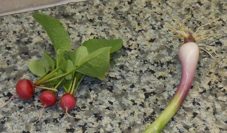 So I have one lonely red onion and three lonely radishes.  What should I do with them?  Salad, anyone?