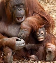 Save Orangutans from Deforestation