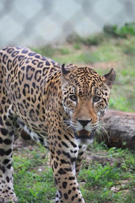 DAILY PHOTO: Leopard Look