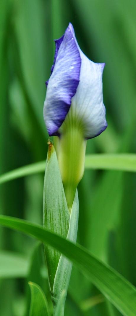 Fancy Bloomers