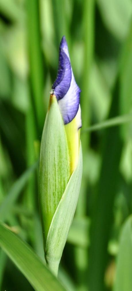 Fancy Bloomers