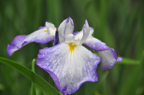 Fancy Bloomers