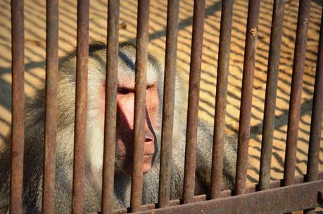 Are zoos cruel?