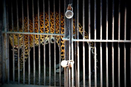 Are zoos cruel?