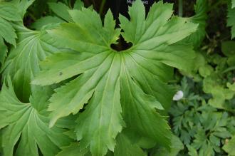Mukdenia rossii Leaf (19/04/2014, Kew Gardens, London)