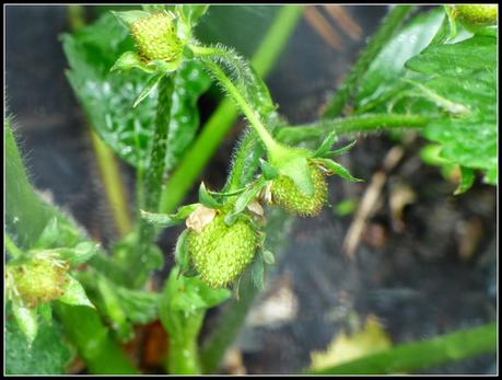 Hurry up with those nets!