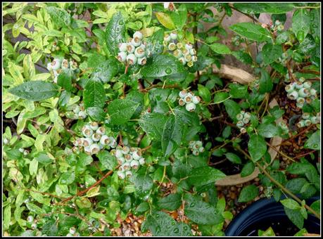 Hurry up with those nets!