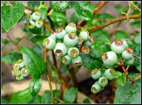 Hurry up with those nets!