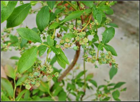 Hurry up with those nets!
