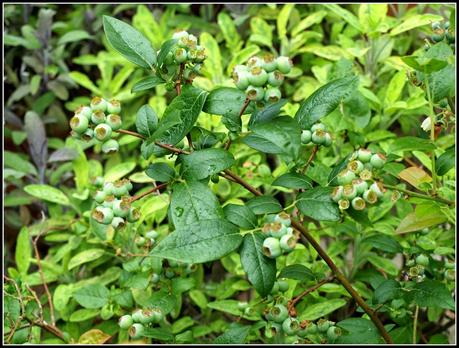 Hurry up with those nets!