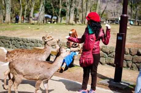 Chasing Cherry Blossoms in Japan - Osaka