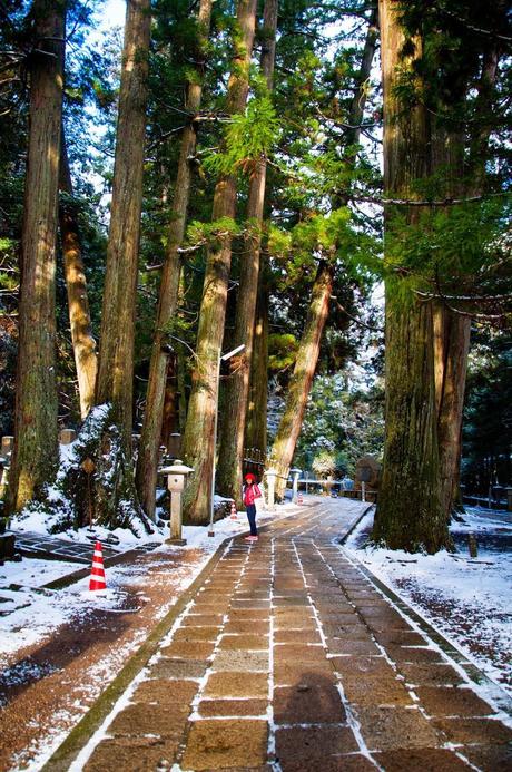 Chasing Cherry Blossoms in Japan - Osaka