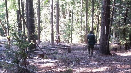 An activist approaching a logger in the Mattole, demanding they stop cutting old growth.