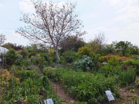 Cotswold Garden Flowers