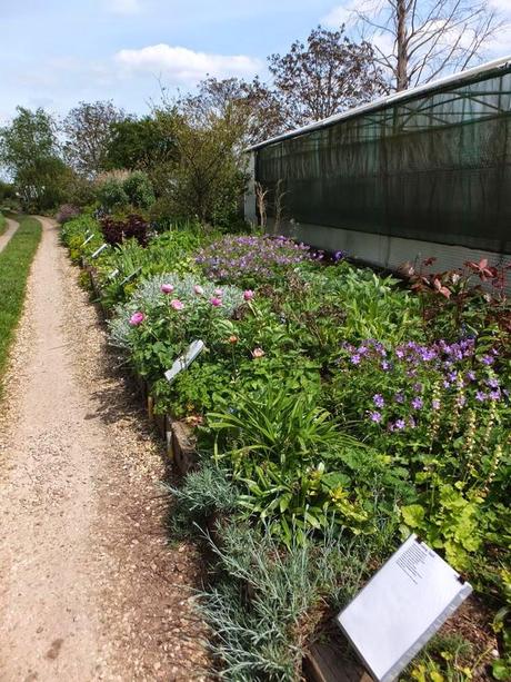 Cotswold Garden Flowers