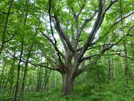 Day 42: Entering Shenandoah National Park Day 42: Entering Shenandoah National Park