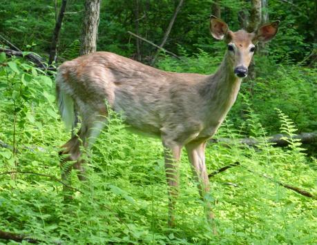 Day 42: Entering Shenandoah National Park Day 42: Entering Shenandoah National Park